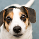 Image for article titled Left and Right Tail-Wags Trigger Different Emotional Responses In Dogs